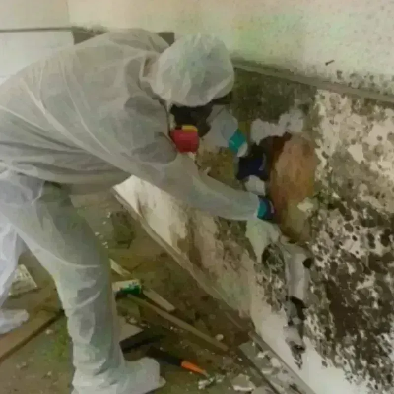 Mold Remediation and Removal in Haverhill, NH